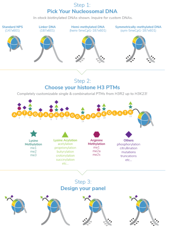 实验流程 实验流程