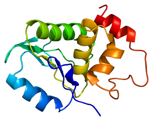 重组鸡贫血病毒Dual specificity protei
