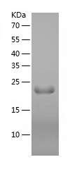 Recombinant Human RBM8A/人源RBM8