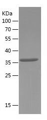 Recombinant Human TCF4/人源TCF4蛋