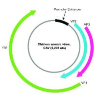 重组鸡贫血病毒VP1Capsid蛋白 | Chicken anemia virus Dual specificity protein phosphatase VP1 (VP1), His-tag