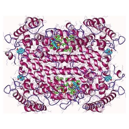 重组人TDO2蛋白 | Recombinant Human TDO2 Protein, 31-380aa, His-tag
