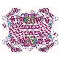 重组人TDO2蛋白 | Recombinant Human TDO2 Protein, 31-380aa, His-tag