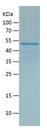 Recombinant Human ISM1/人源ISM1蛋