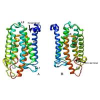 重组人Steroid 5 Alpha Reductase 1 (SRD5a1)蛋白 | Recombinant SRD5a1, 146-259aa, His-tag