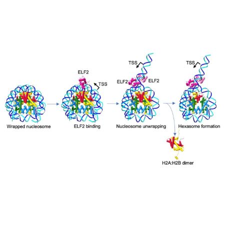 重组人ELF2蛋白 | Recombinant Human ELF2, His-tag