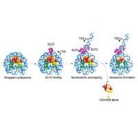 重组人ELF2蛋白 | Recombinant Human ELF2, His-tag