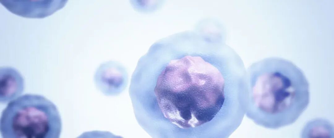 告别手动局限，安捷伦BioTek自动化细胞活力/毒性检测方案