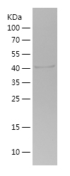 Recombinant Human PIK3R1/人源PIK