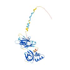 重组小鼠Meteorin-like protein, Subfatin, Metrnl蛋白 | Recombinant Mouse METRNL, 46-311aa, His-tag