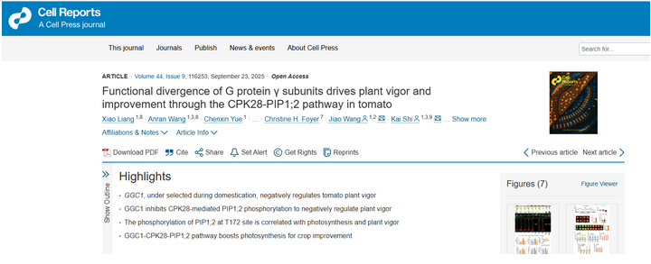 AtaGenix特异性磷酸化抗体定制服务助力揭示G蛋白调控番茄生长的新机制
