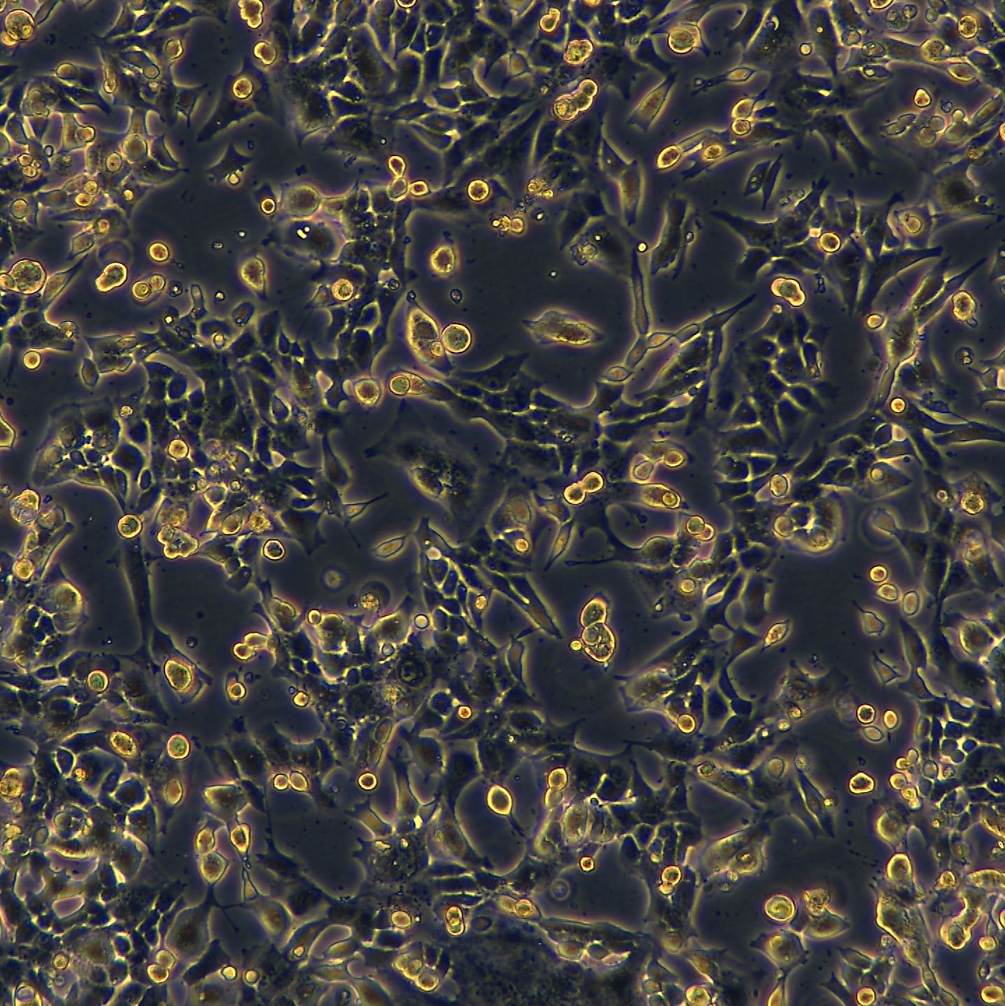 浙江美森-小鼠神经胶质瘤细胞 glioma261(GL261)