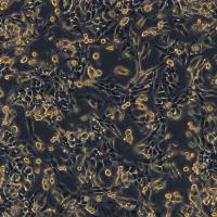 浙江美森-小鼠神经胶质瘤细胞 glioma261(GL261)