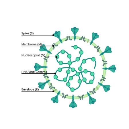 重组人RSV (A) Pre-fusion glycoprotein F0蛋白 | Human RSV (A) Pre-fusion glycoprotein F0, 26-513aa, His-tag