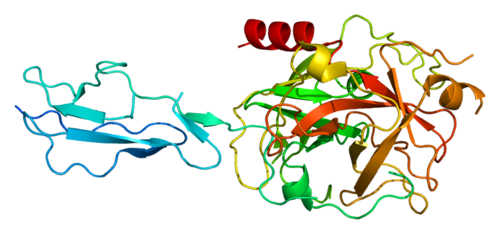 重组犬C1s蛋白 | Recombinant Dog C1s