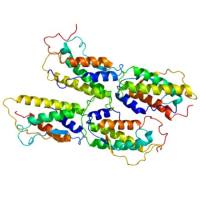 重组鸡SCF蛋白 | Recombinant Chicken SCF Protein, 26