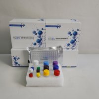 小鼠免疫球蛋白E(IgE)ELISA检测试剂盒厂家直销