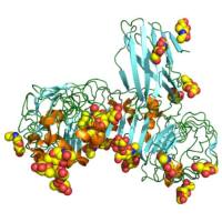 重组小鼠TLR4蛋白 | Recombinant Mouse TLR4 Protein
