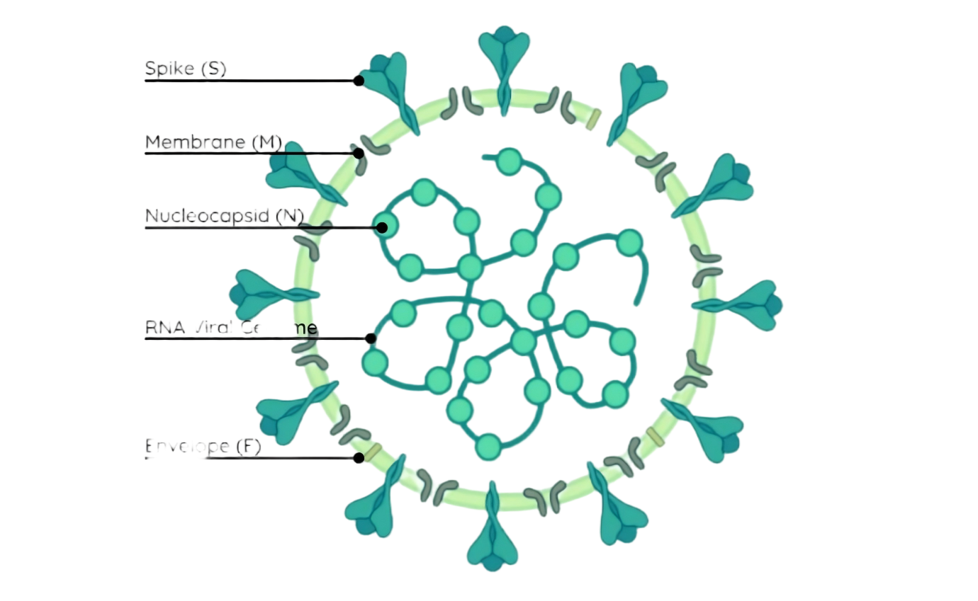 重组人RSV (A) Post-fusion glycopr