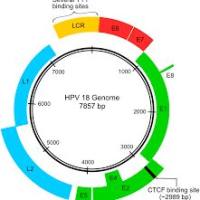 重组人HPV18 E7蛋白 | Recombinant HPV18 E7, 1-105aa