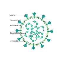 重组人RSV (B) Pre-fusion glycoprotein F0蛋白 | Human RSV (B) Pre-fusion glycoprotein F0, His-tag