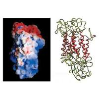 重组大鼠Dopamine Transporter (DAT)蛋白