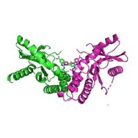 重组大鼠STING蛋白 | Recombinant Rat STING, 160-363aa