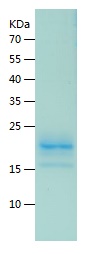 Recombinant Mouse IFNA1/小鼠IFNA