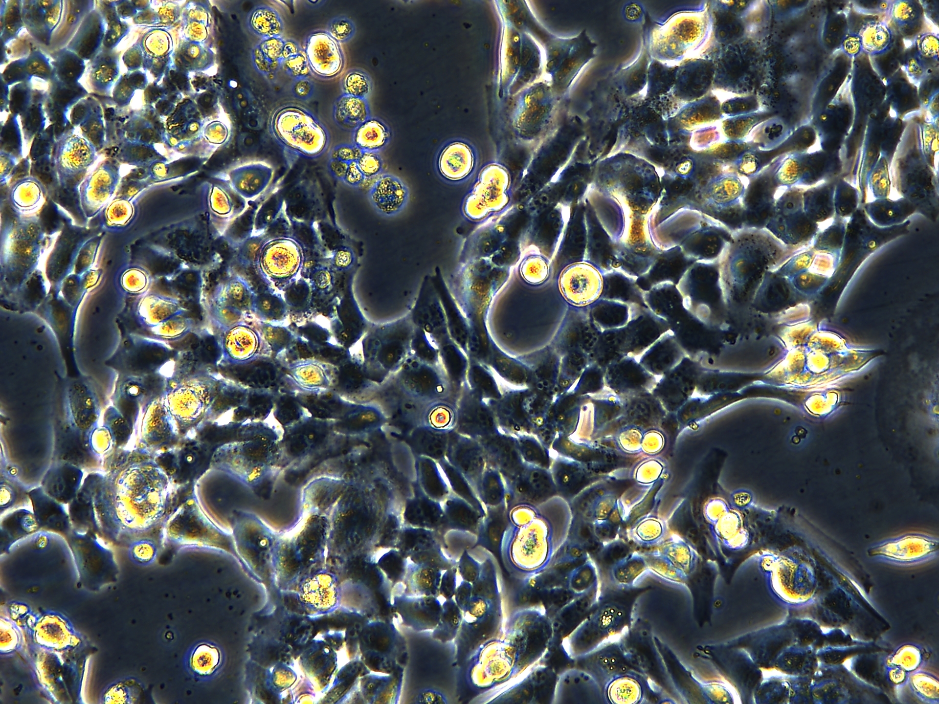 Project1001_GL261  20X_ch00.jpg