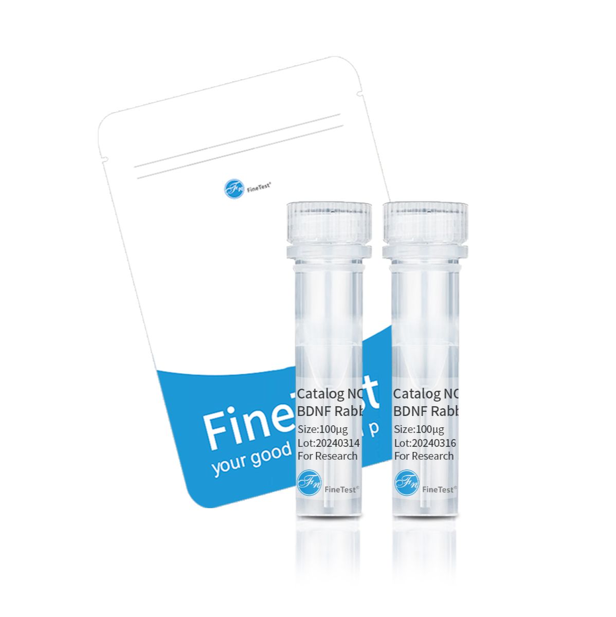 FADD antibody|FADD抗体产品图