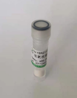 MRP63线粒体核糖体蛋白MRP63抗体