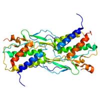 重组人Interleukin 15蛋白 | Recombinant Human IL-15, 50