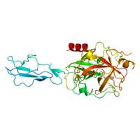 重组大鼠C1s蛋白 | Recombinant Rat C1s, 1-688aa, His-tag