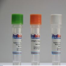 重组GST标签蛋白