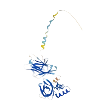 重组小鼠Meteorin-like protein, Sub