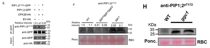 AtaGenix特异性磷酸化抗体定制服务助力揭示G蛋白调控番茄生长的新机制