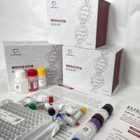 人(Human)血浆蛋白酶c1抑制剂(SERPING1)ELISA检测试剂盒