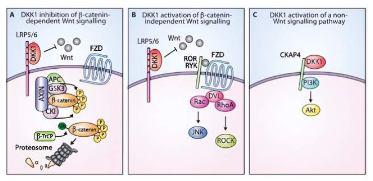 DKK1：从“刹车”蛋白到疾病新靶点，一篇读懂它的巨大潜力
