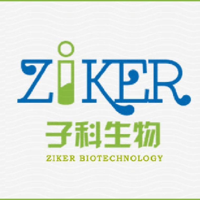 小鼠抗人血清白蛋白