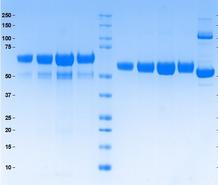 hemopexin-gel-PPR2023-1023-04_website.jpg