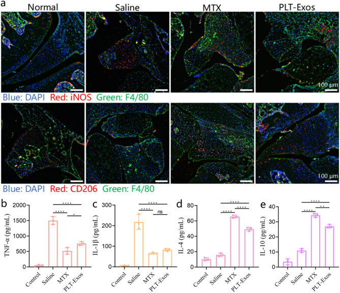 免疫荧光染色 免疫荧光染色