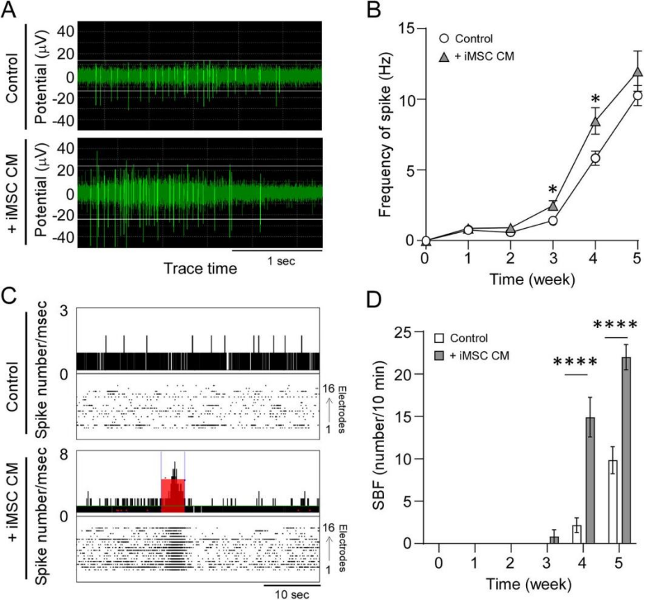MED64平面微电极矩阵记录系统文章分享,妙佑(Mayo Clinic)研究团队发表在 JNeurosci 上名为Human iPSC-Derived MSCs Induce Neurotrophic Effects and Improve Metabolic Activity in Acute Neuronal Injury Models报告