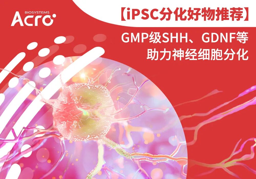 【好物推荐】GMP级SHH、GDNF等助力iPSC分化神经细胞
