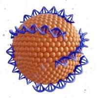 叶酸（FA）修饰超顺磁性氧化铁（SPIO）脂质体递送阿霉素在MRI/荧光双模态成像下引导癌症化疗