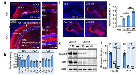 AtaGenix定制anti-tauN368抗体助力hTau368阿尔茨海默病模型研究，揭示截短tau病理机制