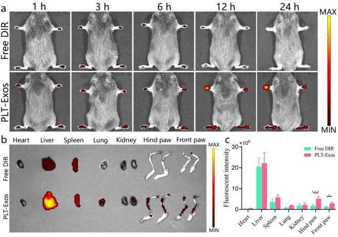 免疫荧光检测 免疫荧光检测