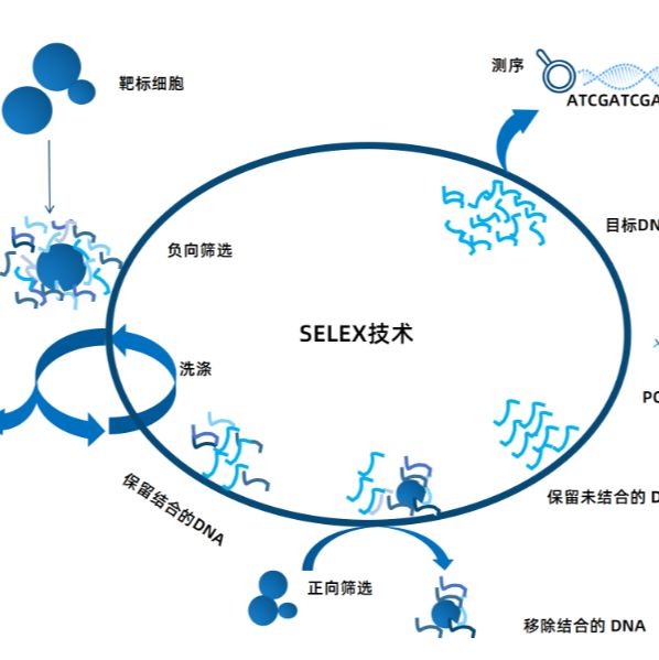核酸适配体筛选服务