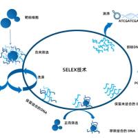 核酸适配体筛选服务