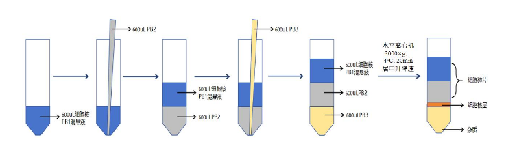 实验秘诀 | 百奥益康脂肪组织细胞核悬液制备试剂盒助力脂肪组织研究