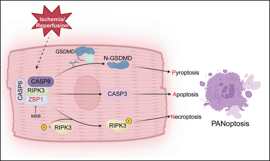 6389802469710130677494862